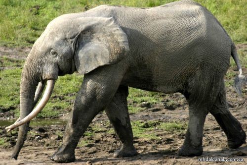 فيل ينطح مربيه حتى الموت بماليزيا