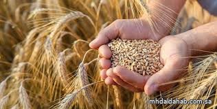 الأمن الغذائي: صرف 255 مليون ريال مستحقات الدفعة الرابعة والأخيرة لهذا العام لمزارعي القمح المحلي