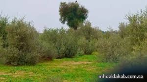 "الغطاء النباتي" يطرح 3 فرص استثمارية بيئية في البيضاء بالمدينة