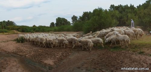 «البيئة» تؤكد أهمية الحد من الرعي الجائر لحماية الغطاء النباتي وتعزيز استدامة الموارد الطبيعية بالمملكة