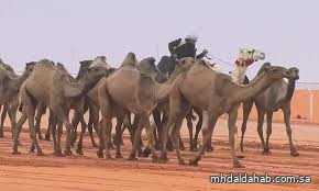 إعلان نتائج الفائزين في فئة "شلفا ولي العهد" لون المجاهيم إعلان نتائج الفائزين في فئة "شلفا ولي العهد" لون المجاهيم