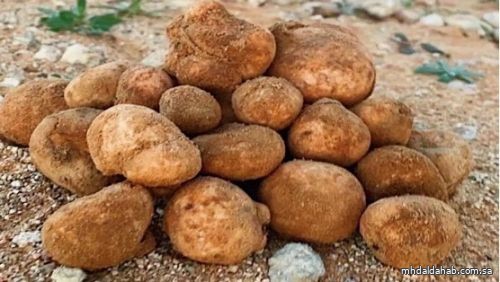 حرس الحدود يحذر هواة البحث عن الفقع من الاقتراب من الحدود