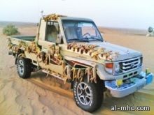 شباب سعوديون يعشقون صيد "الضب" ويتفاخرون به