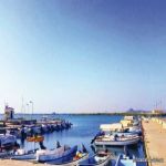 "البيئة" تحظر صيد أسماك الكنعد على ساحل الخليج العربي لمدة شهرين
