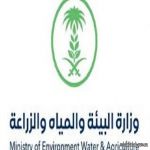 "البيئة": تنفيذ 750 جولة رقابية في أسواق الأنعام والمسالخ بالمدينة المنوّرة ورصد 43 مخالفة